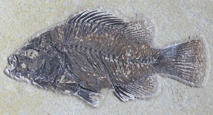 Cockerellites (Priscacara) Fossil Fish - Hanger Installed #39082